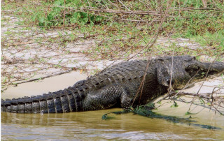 About The Wildlife In Lake Okeechobee alligator